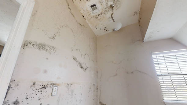 Best Dehumidification Services  in Superior, NE