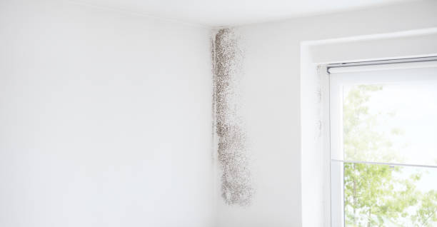 Environmental Consulting for Mold Prevention in Superior, NE