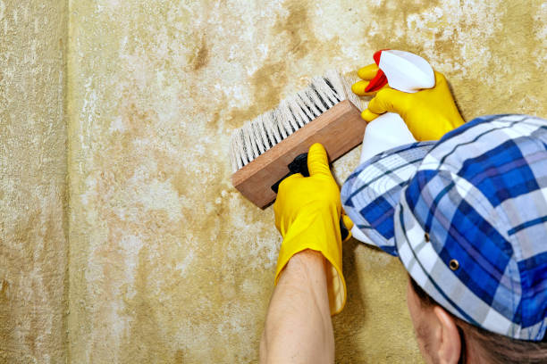 Best Commercial Mold Inspection  in Superior, NE